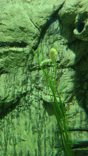 Aquarium «SEA LIFE Grapevine Aquarium», reviews and photos, 3000 Grapevine Mills Pkwy, Grapevine, TX 76051, USA