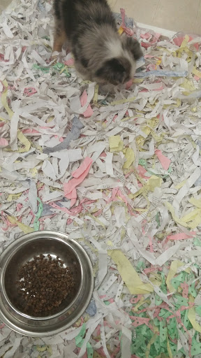 Pet Store «The Puppy Store», reviews and photos, 1163 Merrick Ave, Merrick, NY 11566, USA