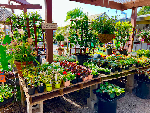Wholesale plant nursery Santa Rosa
