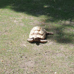 Photo n° 6 de l'avis de veronique.a fait le 09/07/2023 à 08:43 pour Zoo de La Palmyre à Les Mathes