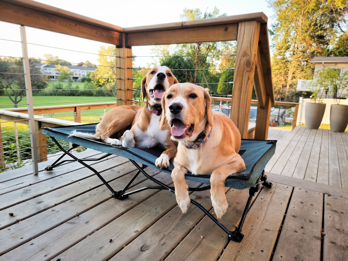 Bed and BARKfest