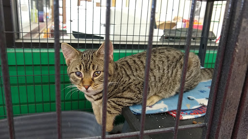 Pet Supply Store «Pet Supplies Plus», reviews and photos, 1380 W Lane Ave, Upper Arlington, OH 43221, USA