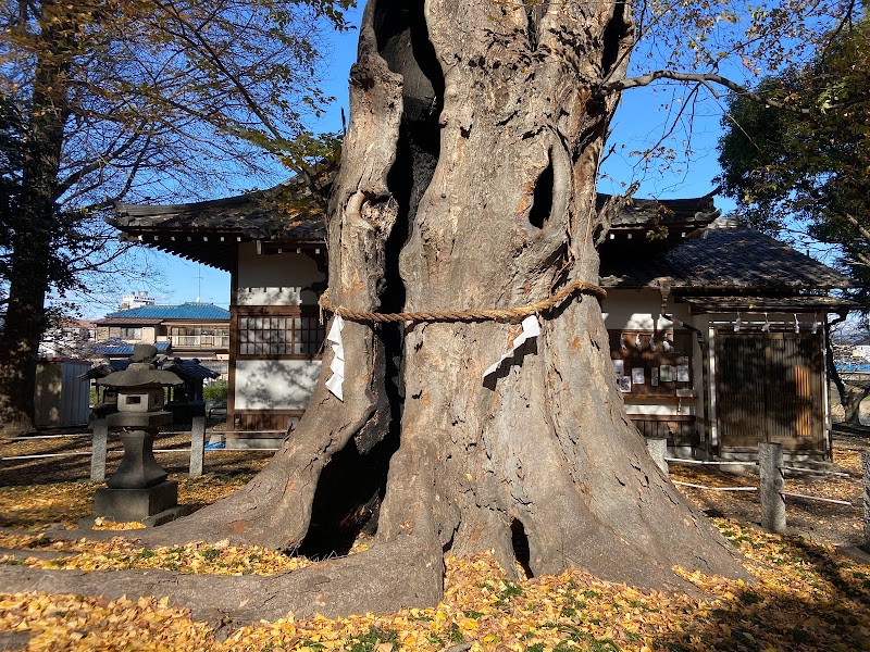 城山稲荷神社のケヤキ(県指定天然記念物)