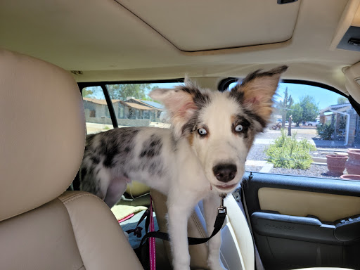 Pet Store «Choice Pet Market», reviews and photos, 20028 N 67th Ave, Glendale, AZ 85308, USA