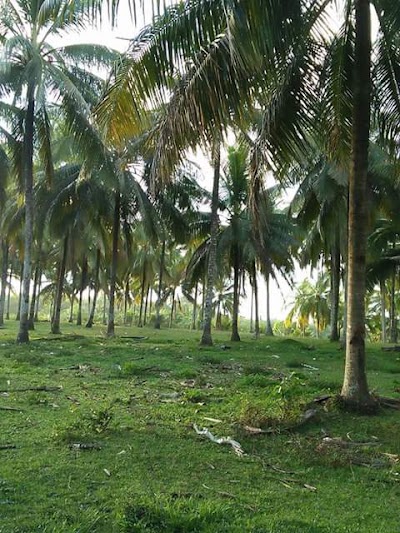Photos of wisata Pantai Dlodo (WPD)