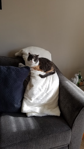 Pet Supply Store «Pet Supplies Plus», reviews and photos, 29493 W Seven Mile Rd, Livonia, MI 48152, USA