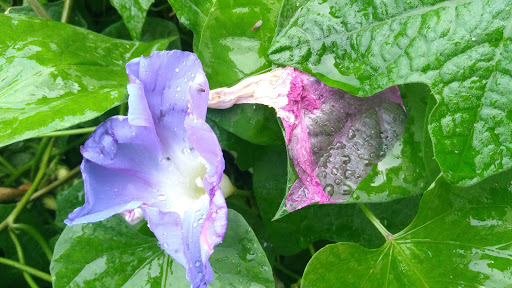 National Park «Castle Clinton National Monument», reviews and photos, Battery Park, New York, NY 10004, USA