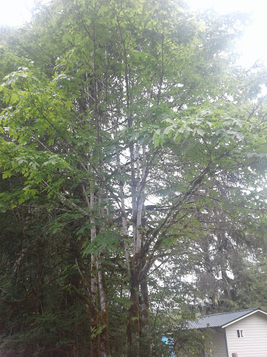 Campground «Hard Rain Cafe», reviews and photos, 5763 Upper Hoh Rd, Forks, WA 98331, USA