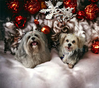 Creative Pet Parlor - Photo 4 - Car repair in Lehigh Acres, FL, Lehigh Acres