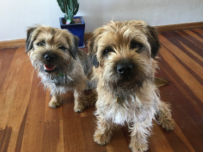 Reviews of Dogs Best Friend in New Plymouth - Dog trainer