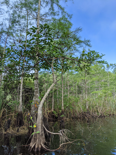 Nature Preserve «Karen T. Marcus Sandhill Crane Access Park», reviews and photos, 8175 PGA Boulevard, Palm Beach Gardens, FL 33418, USA