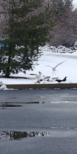 Grocery Store «Giant», reviews and photos, 350 Scarlet Rd #220, Kennett Square, PA 19348, USA