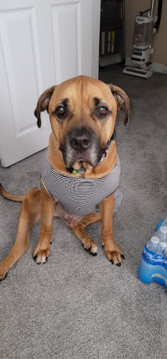 Pet Supply Store «PetSmart», reviews and photos, 1275 N Military Hwy, Norfolk, VA 23502, USA