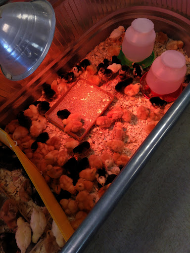 Pet Supply Store «Pet Club Mesa», reviews and photos, 55 S Country Club Dr, Mesa, AZ 85210, USA