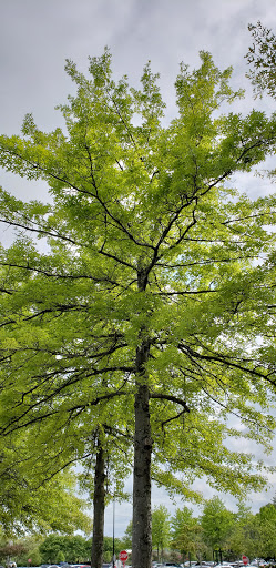 Movie Theater «AMC Framingham 16 with Dine-in Theatres», reviews and photos, 22 Flutie Pass, Framingham, MA 01701, USA