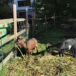 Photo n°7 de l'avis de Anja.e fait le 13/10/2021 à 14:15 sur le  Gaststätte Waldsteinhaus Christine und Ramona Mulzer à Zell