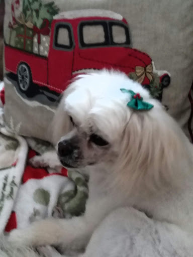 Pet Store «PetSmart», reviews and photos, 213 Greenville Hwy, Hendersonville, NC 28792, USA