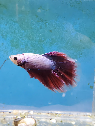 Tropical Fish Store «The Fish Store», reviews and photos, 12320 Lake City Way NE, Seattle, WA 98125, USA