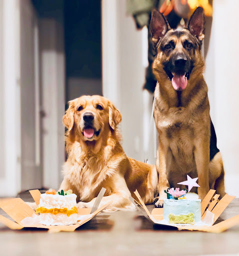 Dog Eat Cake Pet Bakery| E-Commerce