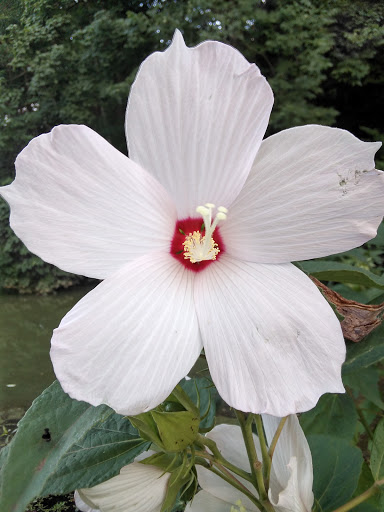 Park «Cherokee Park», reviews and photos, 745 Cochran Hill Rd, Louisville, KY 40206, USA