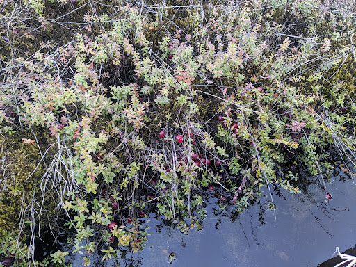 Museum «Cranberry Museum», reviews and photos, 2907 Pioneer Rd, Long Beach, WA 98631, USA