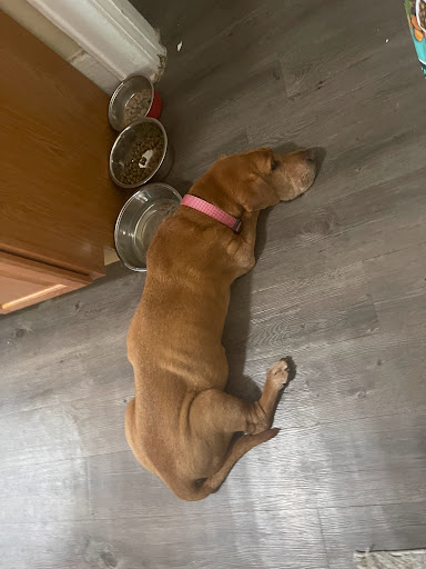 Pet Supply Store «Pet Supplies Plus», reviews and photos, 2057 S Telegraph Rd, Bloomfield Hills, MI 48302, USA