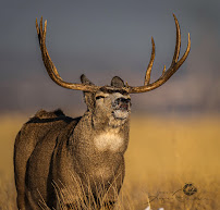 Jeff and Angie Photography - Photo 3 - Car repair in Corpus Christi, TX, Corpus Christi