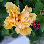 Photo n°7 de l'avis de Paco.i fait le 24/07/2021 à 21:57 sur le  Ristorante Hotel Mercurio sul Mare à Donna Ca'