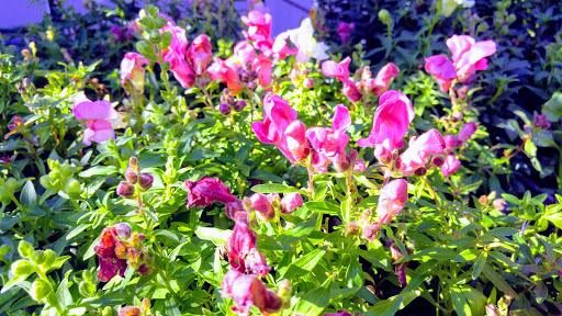 Grocery Store «Diamond Fresh Farmers Market», reviews and photos, 21168 Golden Springs Dr, Walnut, CA 91789, USA