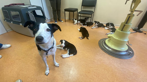 Kleintierpraxis in Buntekuh unter Lübeck, Schleswig-Holstein