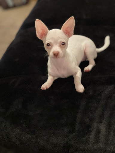 Pet Store «Dream Puppys», reviews and photos, 1461 Westgate Pkwy, Dothan, AL 36303, USA