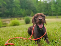 Silverbrook Kennels - Photo 4 - Car repair in Fredericksburg, VA, Fredericksburg