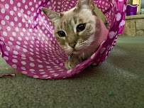 A-Door-A-Pet - Photo 6 - Car repair in Plainsboro Township, NJ, Trenton