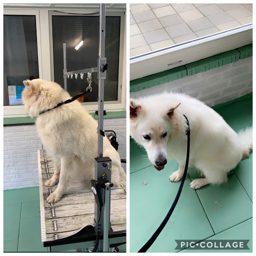 Lefflers Hundesalon unter Twist, 