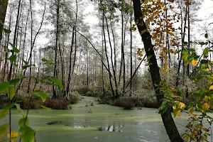 Rezerwat przyrody Olszyny Niezgodzkie image