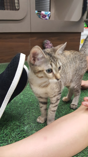 Pet Supply Store «Petco Animal Supplies», reviews and photos, 1014 Shoppes At Midway Dr, Knightdale, NC 27545, USA