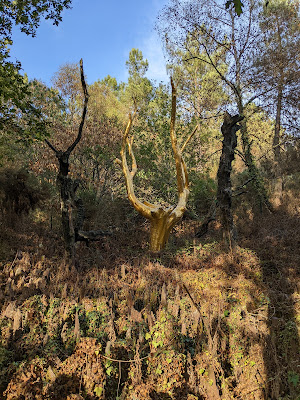 L'Arbre d'Or à Paimpont