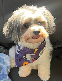 The Sudsy Puppy - Photo 3 - Car repair in Odenton, MD, Columbia