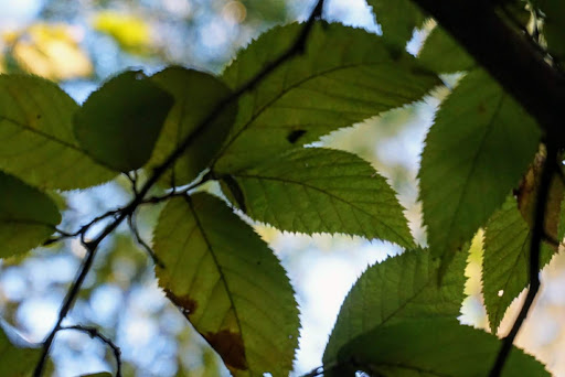 Park «Lake Houston Wilderness Park», reviews and photos, 25840 FM 1485, New Caney, TX 77357, USA