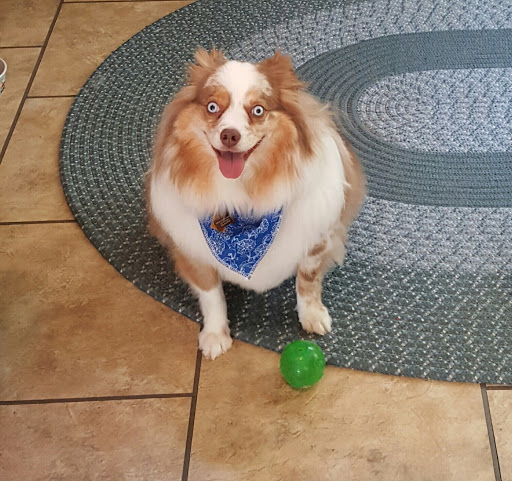 Pet Supply Store «PetSmart», reviews and photos, 15500 Panama City Beach Pkwy #340, Panama City Beach, FL 32413, USA