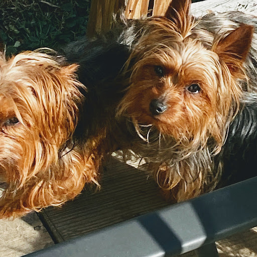 For the Love of Yorkie's