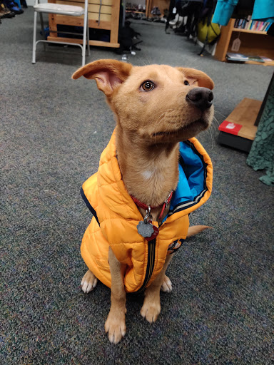 Consignment Shop «Olympia Gear Exchange», reviews and photos, 106 4th Ave W, Olympia, WA 98501, USA