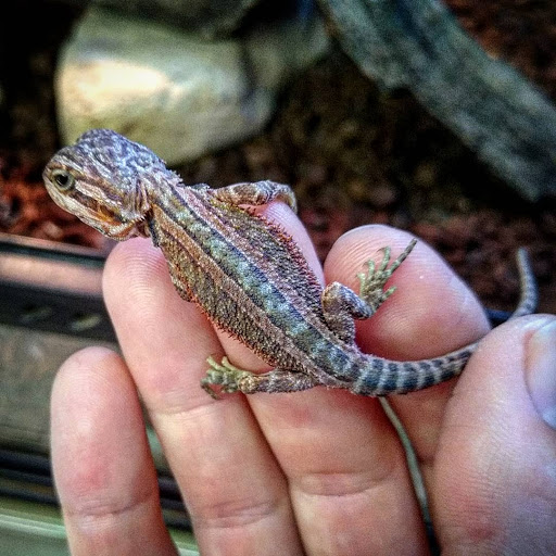 Pet Store «Gills And Thrills Pet Shop», reviews and photos, 204 E 8th St, Lockport, IL 60441, USA