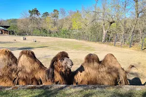 Camels Enclosure image