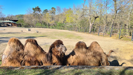Camels Enclosure