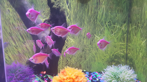 Pet Supply Store «PetSmart», reviews and photos, 1410 NE 23rd St, Pompano Beach, FL 33062, USA