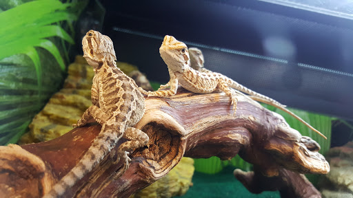 Pet Supply Store «PetSmart», reviews and photos, 23271 Eureka Rd, Taylor, MI 48180, USA