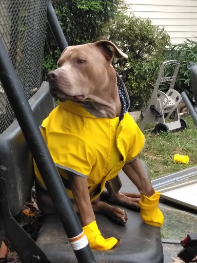 Pet Supply Store «Petco Animal Supplies», reviews and photos, 377 W Jackson St #11, Cookeville, TN 38501, USA