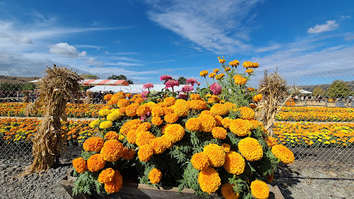 Pumpkin Patch «Spina Farms», reviews and photos, Santa Teresa Blvd, Morgan Hill, CA 95037, USA