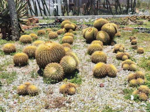 Cultivadores De Cactus De México, S.P.R. De R.L.